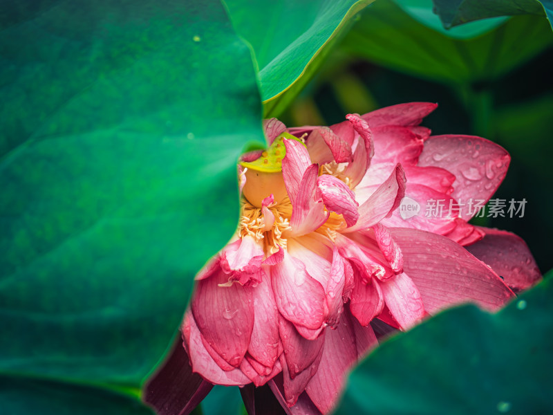 夏天雨后荷花