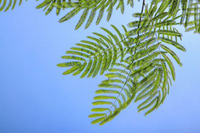 蓝天下的含羞草科合欢树叶