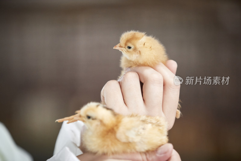 把小鸡放在手中检查的女饲养员