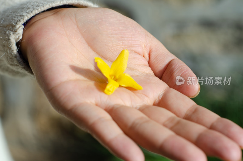 手掌心的一朵金黄的迎春花