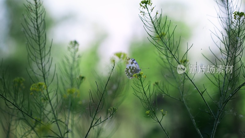 花丛中的蝴蝶