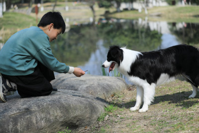 一个小男孩在公园里给他的宠物狗喂食物