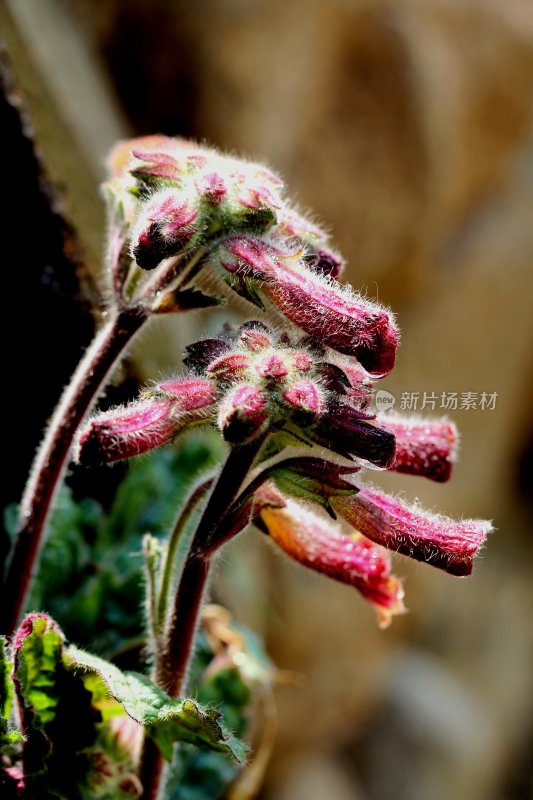 野生地黄开花的季节