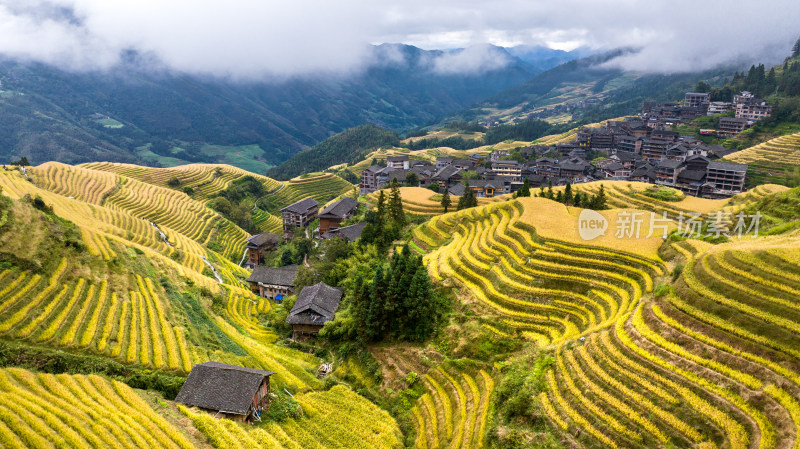 广西桂林龙脊梯田秋收稻田航拍风景