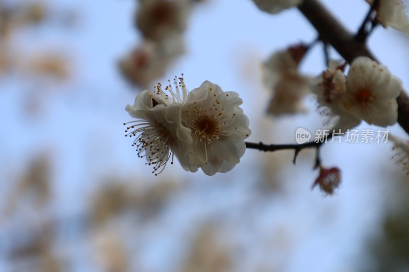 特写白梅花枝头绽放