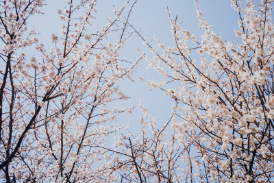 伊宁市杏花