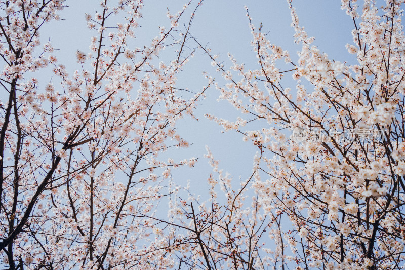 伊宁市杏花