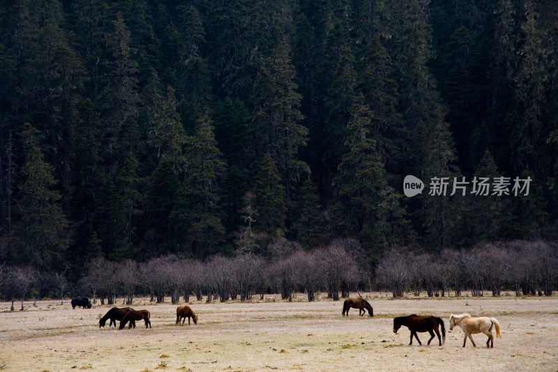 云南,普达措,香格里拉