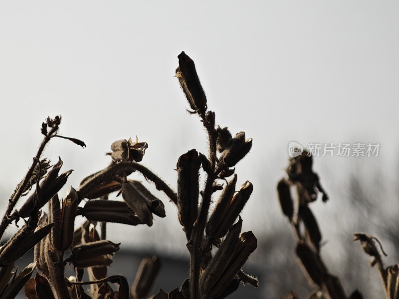 枯萎植物特写尽显秋日萧瑟之态