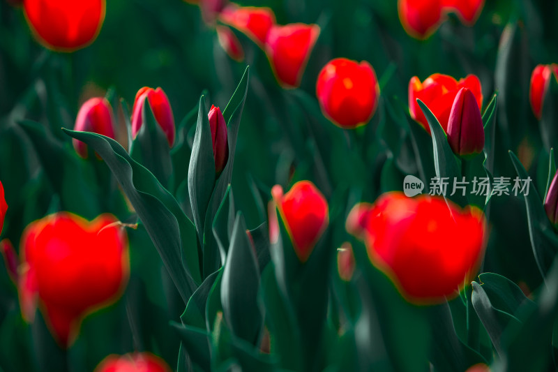 春天的花朵