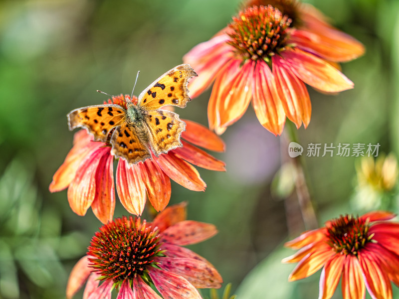 秋天的蝴蝶与松果菊特写