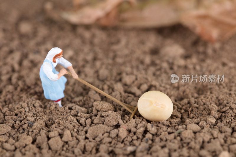 黄土地上推动一粒黄豆的农民