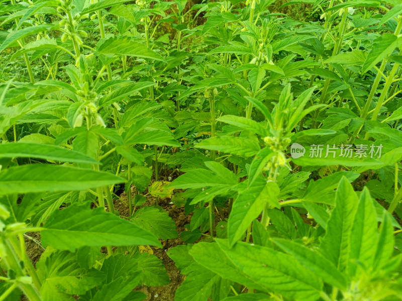 夏天成熟的芝麻籽苗杆植物特写自然