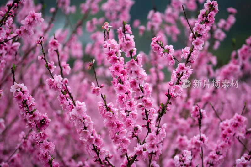 盛开的桃花红艳艳