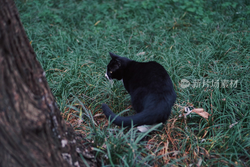 苏州西园寺的猫