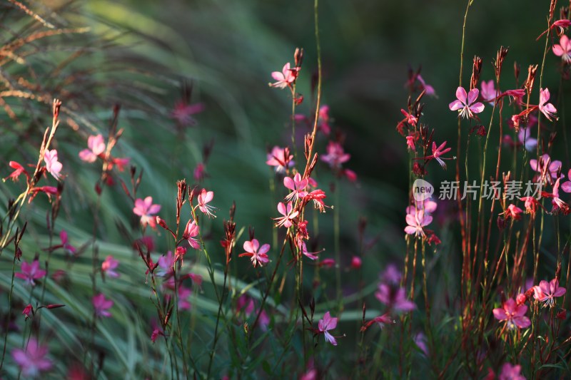 花丛里的花朵