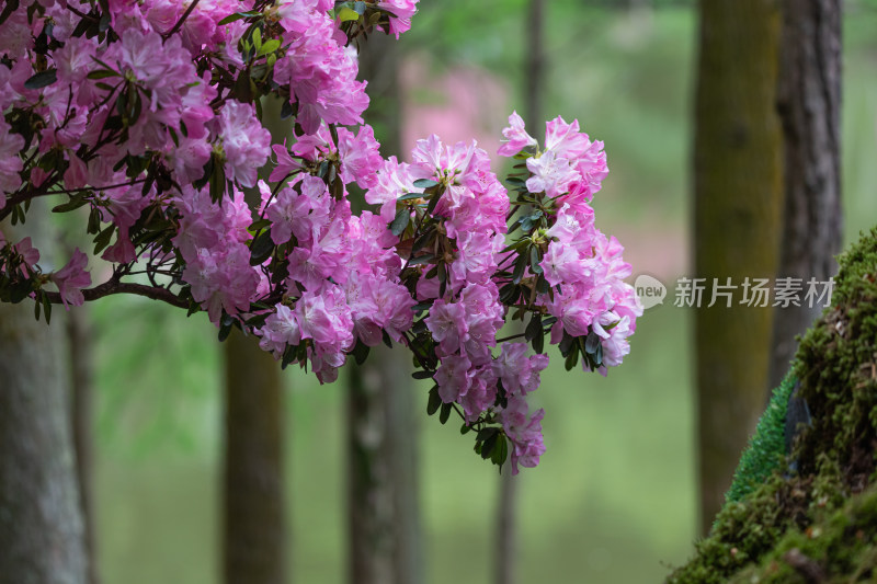 映山红、杜鹃花