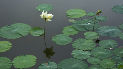 夏季荷塘白色莲花盛开