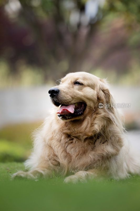 户外草地休憩的金毛犬