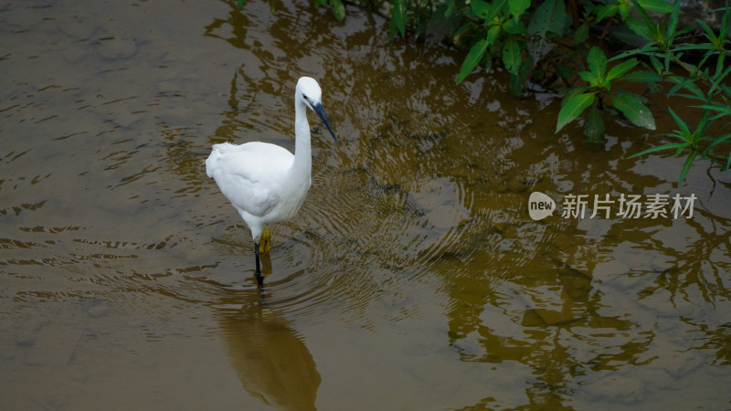 深圳洪湖公园里觅食的白鹭