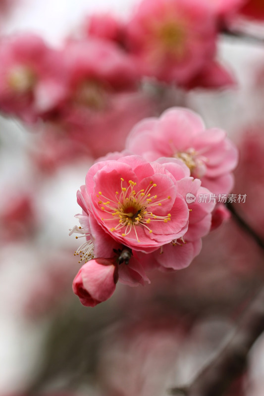 春天梅花盛开