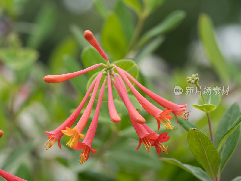 春天的藤本植物忍冬花