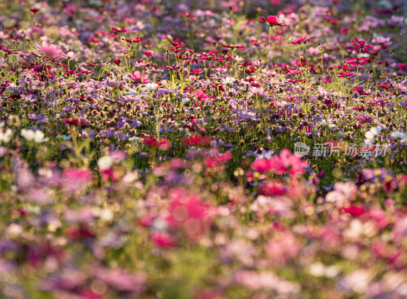 秋英花花海