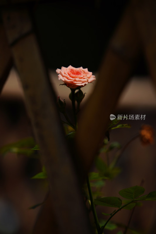 花朵自然风景花瓣