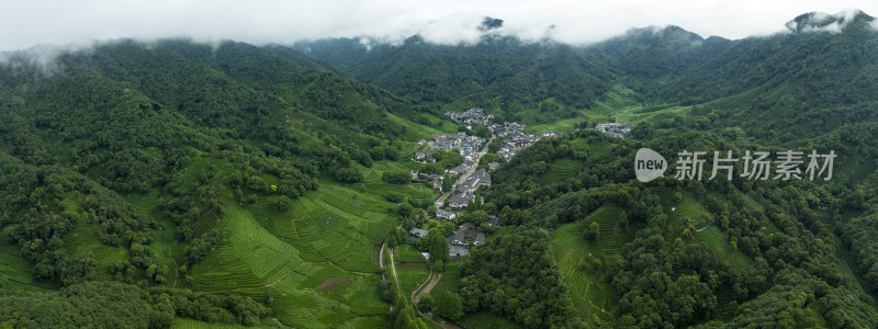 杭州西湖龙井产地梅家坞云雾茶园