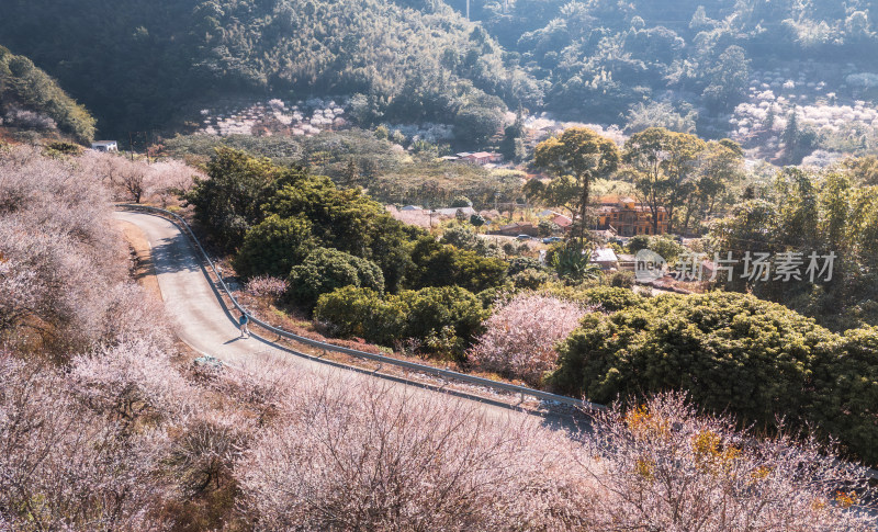 梅花盛开时的盘山公路航拍景象