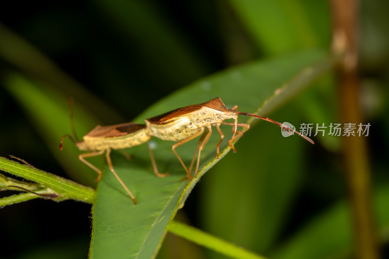 棕色盾椿象在绿叶上交配