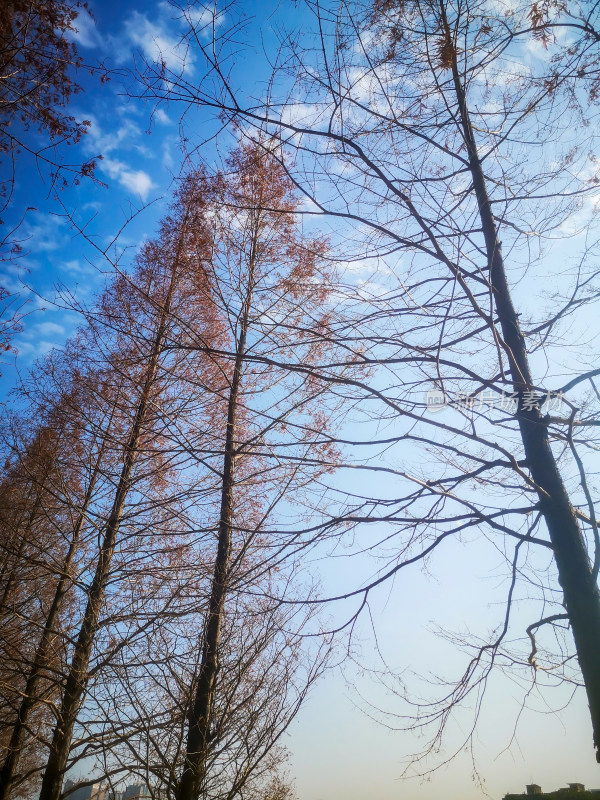 秋天植物红木杉摄影图