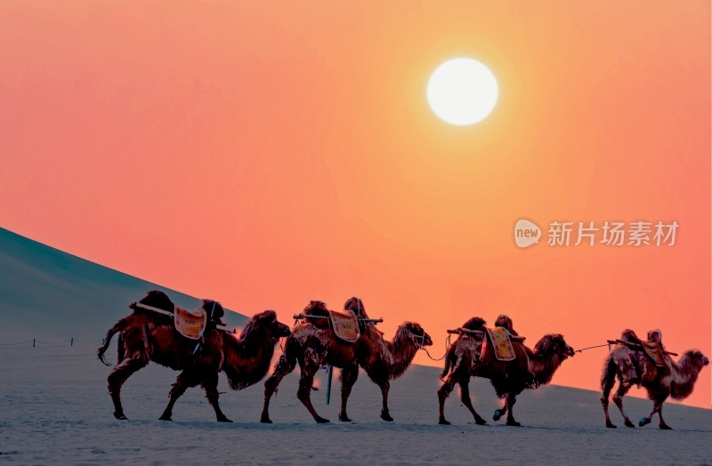 敦煌鸣沙山沙漠夕阳下的骆驼队