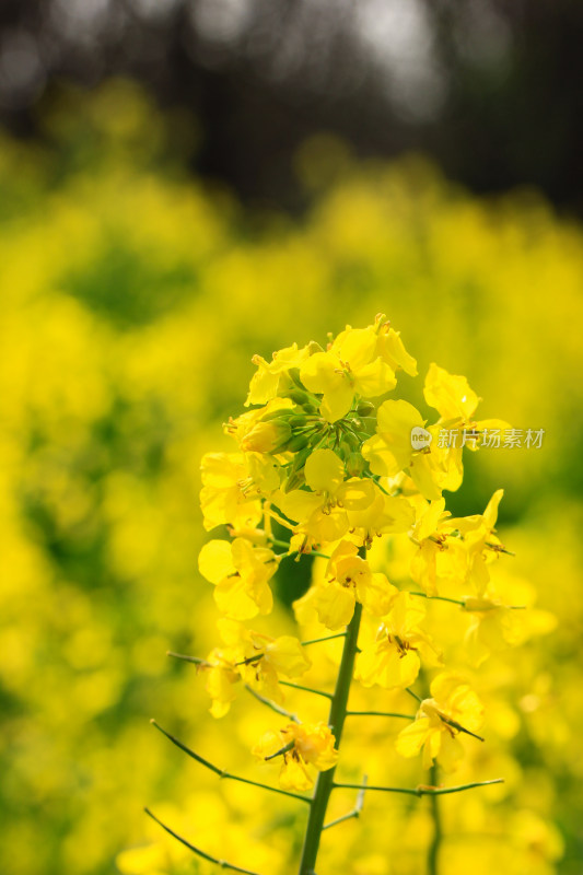 油菜花盛开