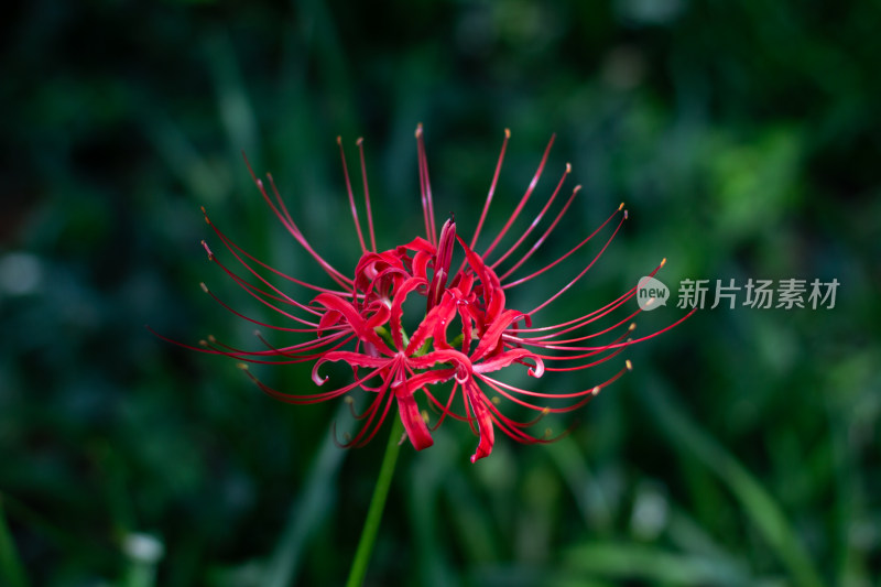 鲜艳夺目彼岸花特写