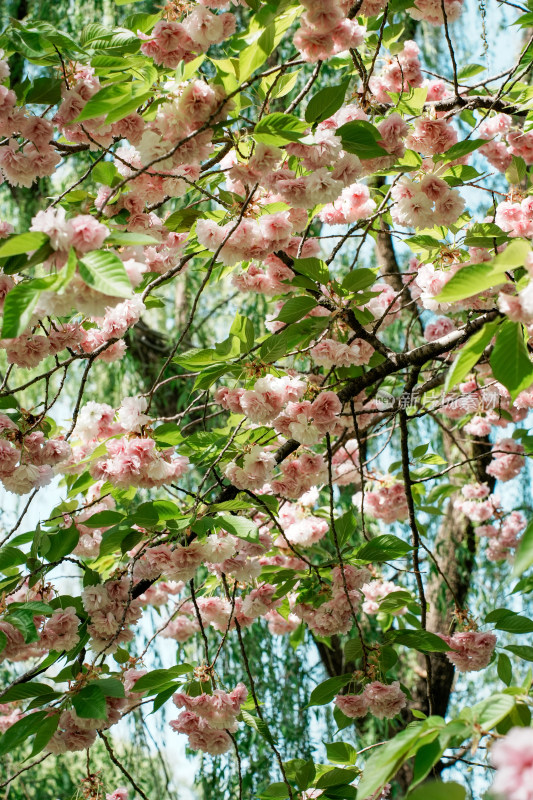 北京朝阳公园樱花