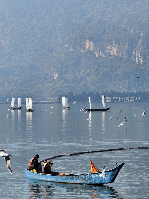 滇池海埂大坝海鸥