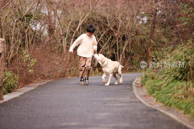 一个中国小男孩和他的宠物拉布拉多犬