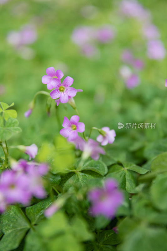 红花酢浆草