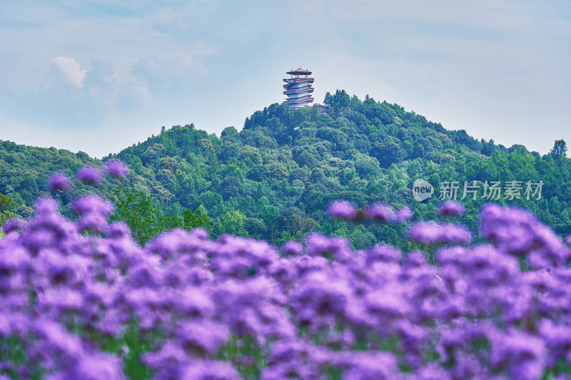 江西景德镇高岭村花海