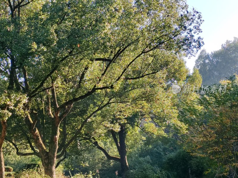 枝叶繁茂的树木丛林自然风景