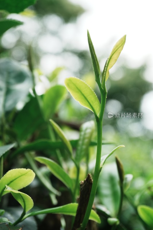 嫩绿的茶叶茶芽特写