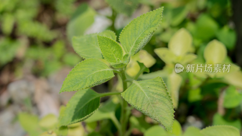 唇形科鞘蕊花属植物到手香