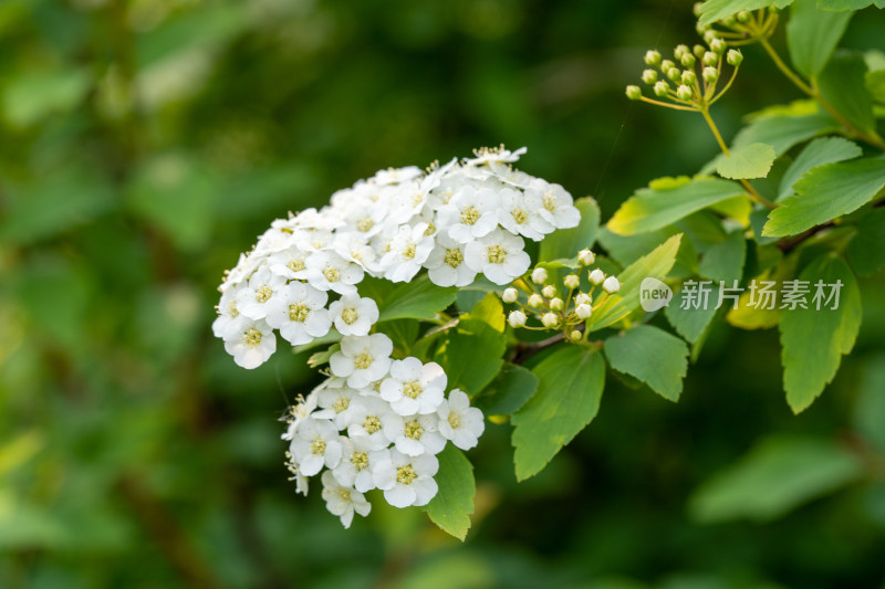 春天的绣线菊小白花特写