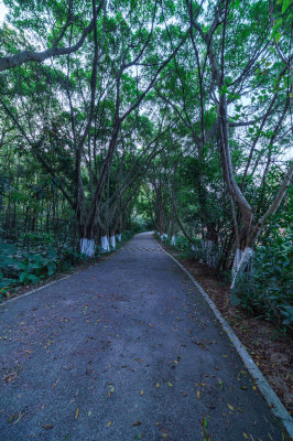 广州番禺大夫山森林公园森林公路景观