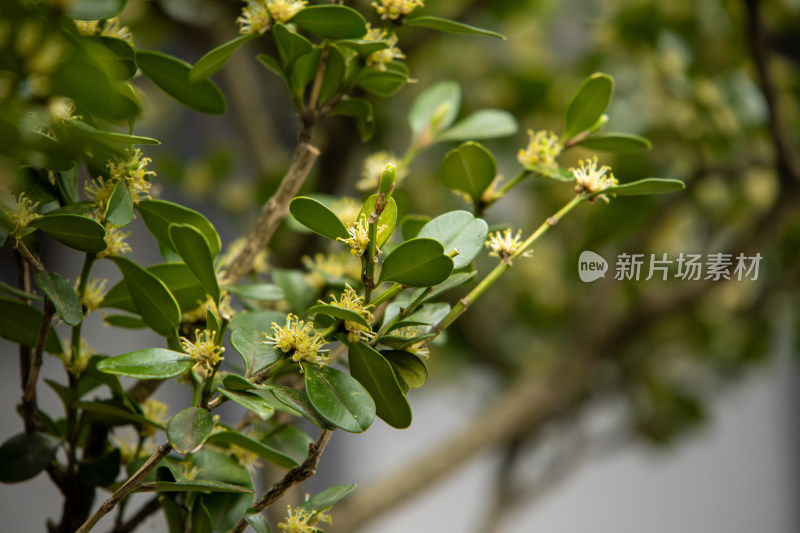 春天绿色植物小黄花特写