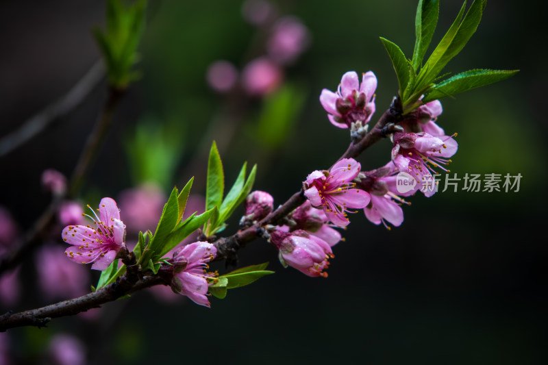 春天雨后枝头粉红色桃花盛开