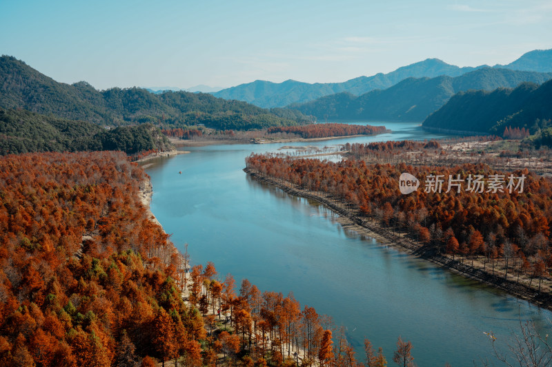 山林间色彩斑斓的红杉林秋景