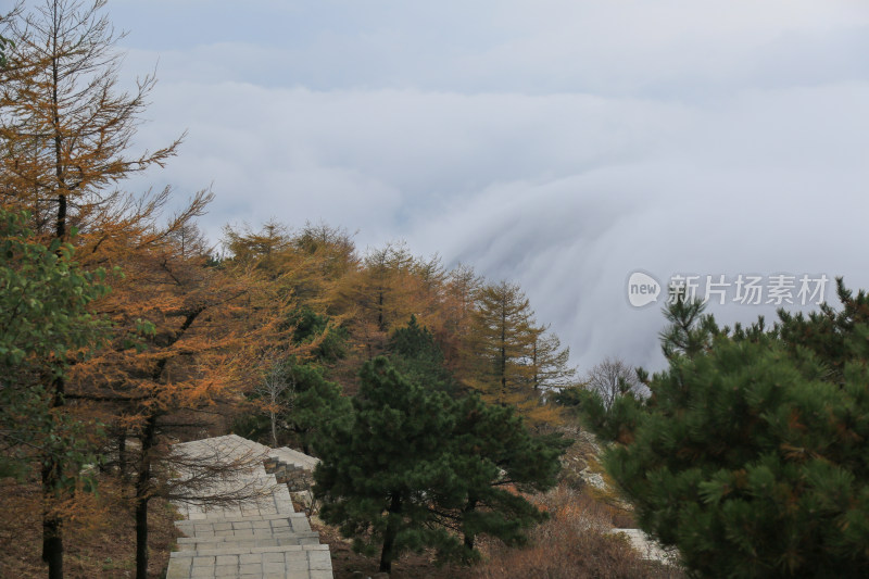 云雾缭绕的泰山