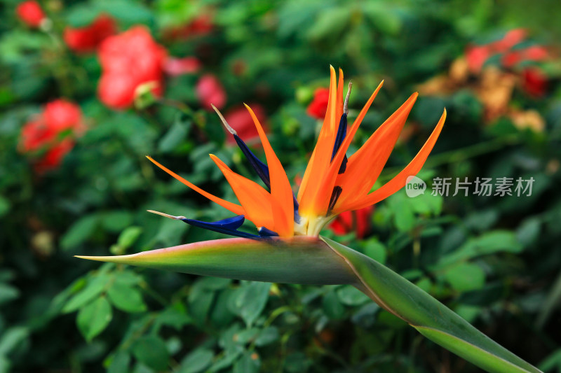 天堂鸟植物鲜花背景